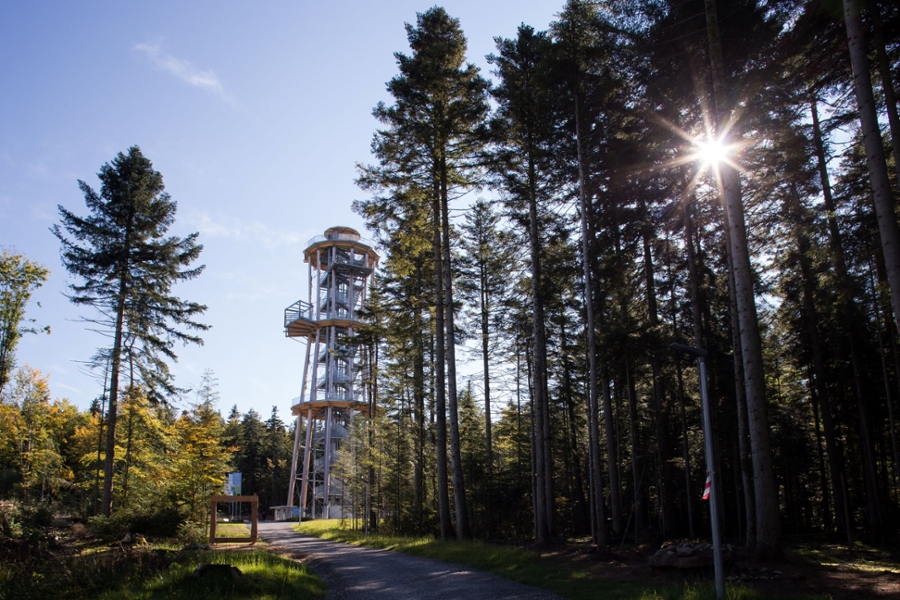 Wald mit Aussichtsturm  Wald mit Aussichtsturm